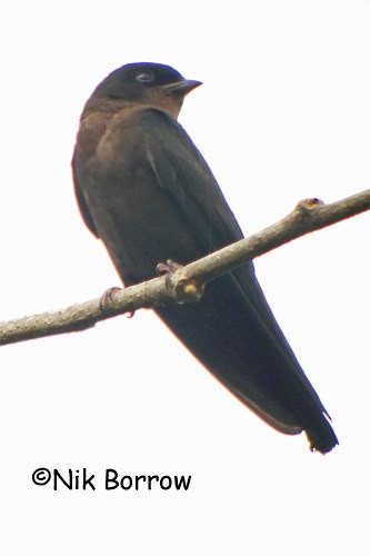 Forest Swallow - Nik Borrow