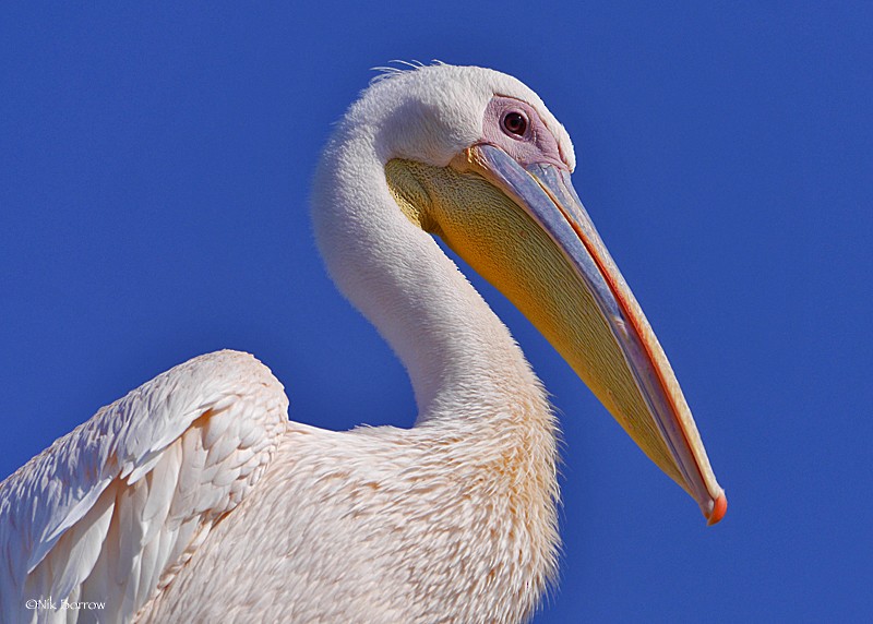 Great White Pelican - Nik Borrow