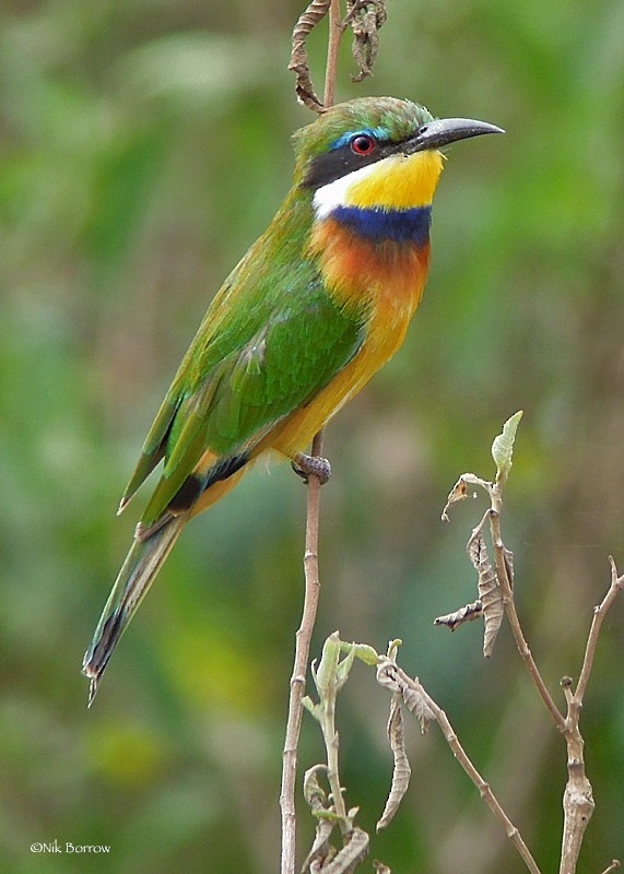 Blue-breasted Bee-eater - Nik Borrow
