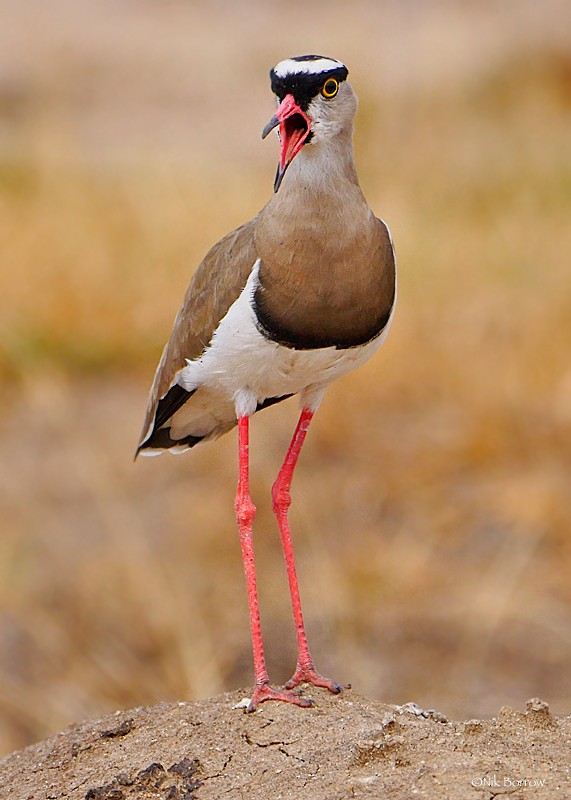 Crowned Lapwing - ML205486211