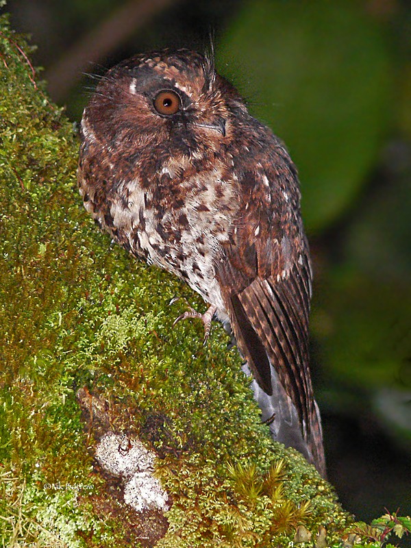 Mountain Owlet-nightjar - Nik Borrow