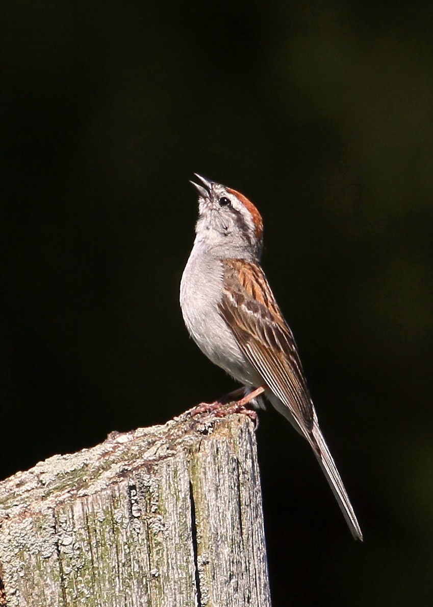 Chipping Sparrow - Ian K Barker