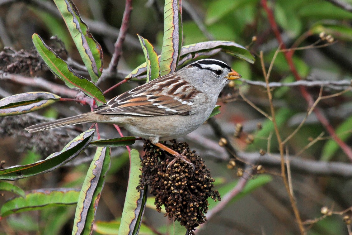 White-crowned Sparrow - ML205487131