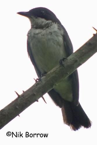 African Forest-Flycatcher (Eastern) - Nik Borrow