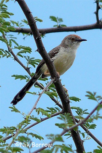 Red-fronted Prinia (Red-fronted) - Nik Borrow