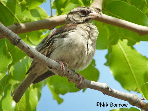 Chestnut-backed Sparrow-Weaver - ML205487971