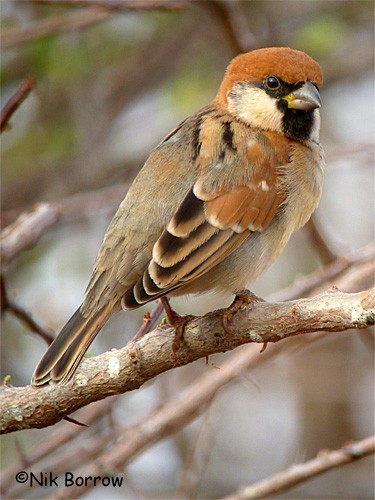 Somali Sparrow - Nik Borrow