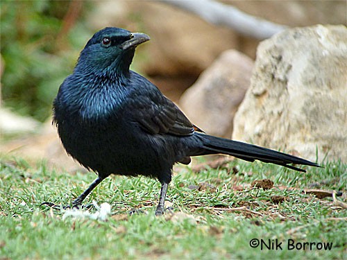 Somali Starling - Nik Borrow