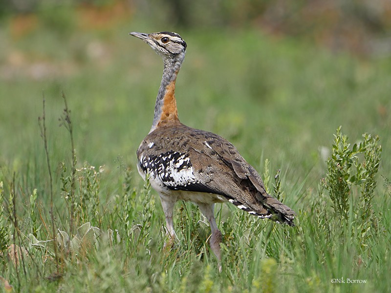 Denham's Bustard (Jackson's) - eBird