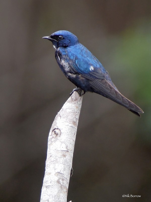 White-throated Blue Swallow - ML205488201