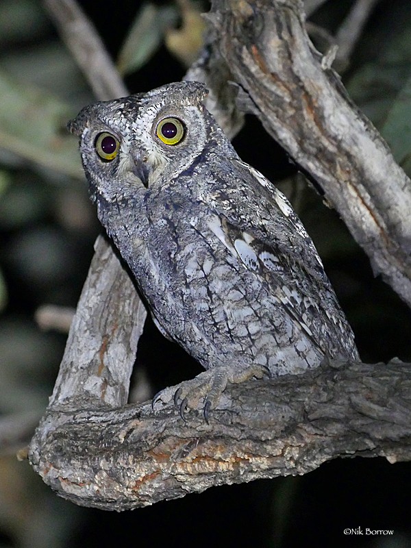 African Scops-Owl (African) - Nik Borrow