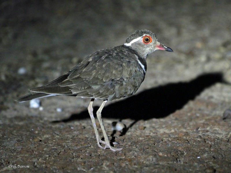 Forbes's Plover - ML205488301