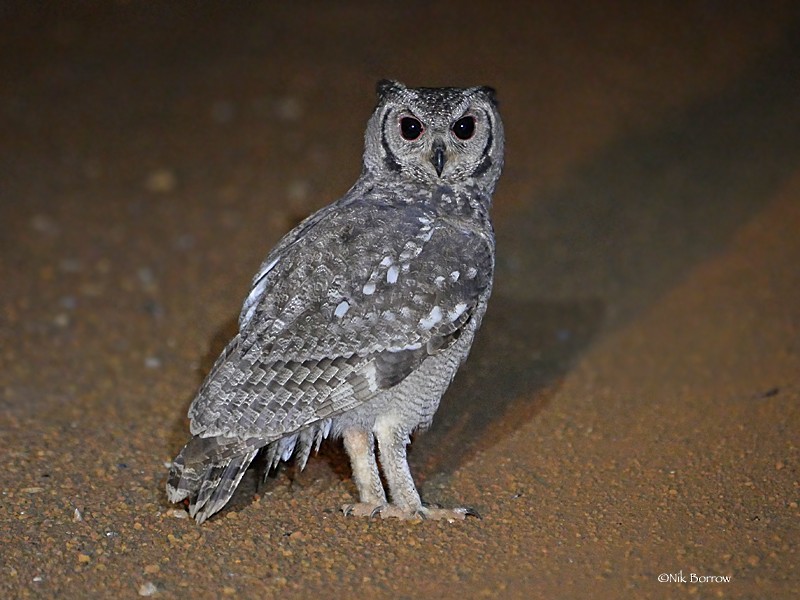 Grayish Eagle-Owl - ML205488331