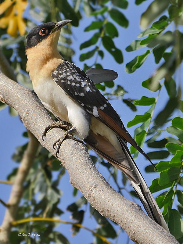 Great Spotted Cuckoo - Nik Borrow