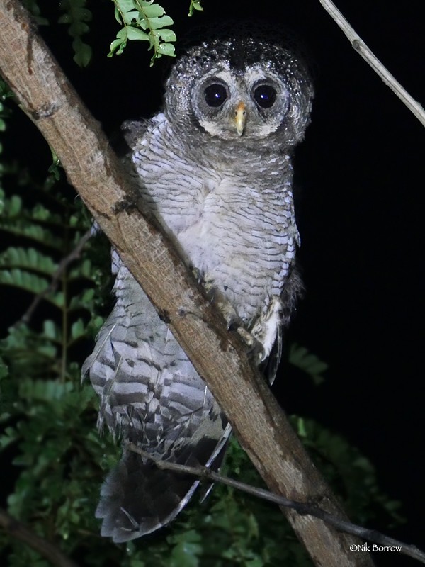 African Wood-Owl - Nik Borrow