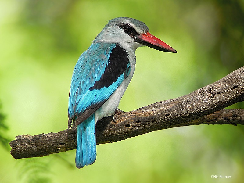 Woodland Kingfisher - Nik Borrow