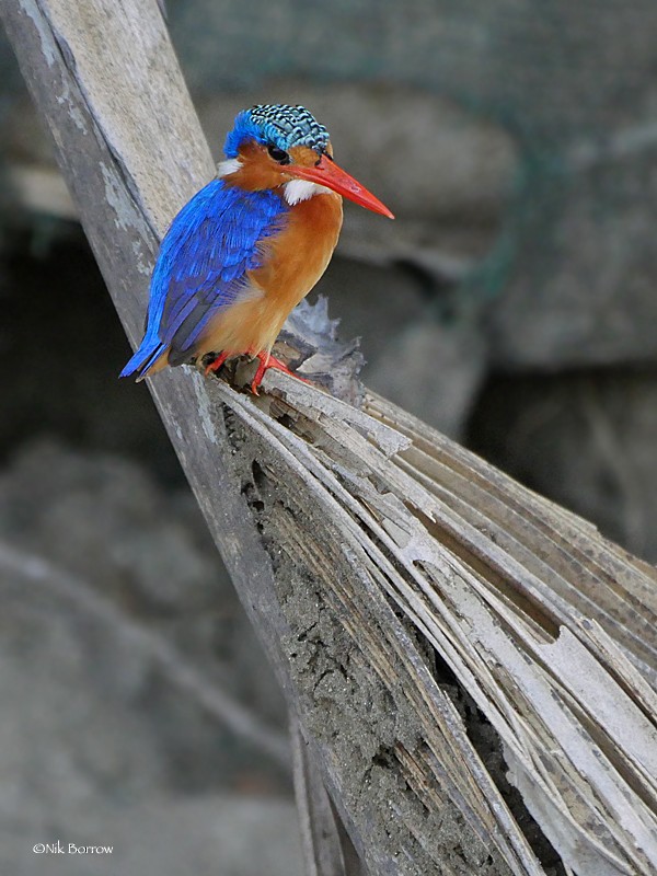 Malachite Kingfisher (Mainland) - Nik Borrow