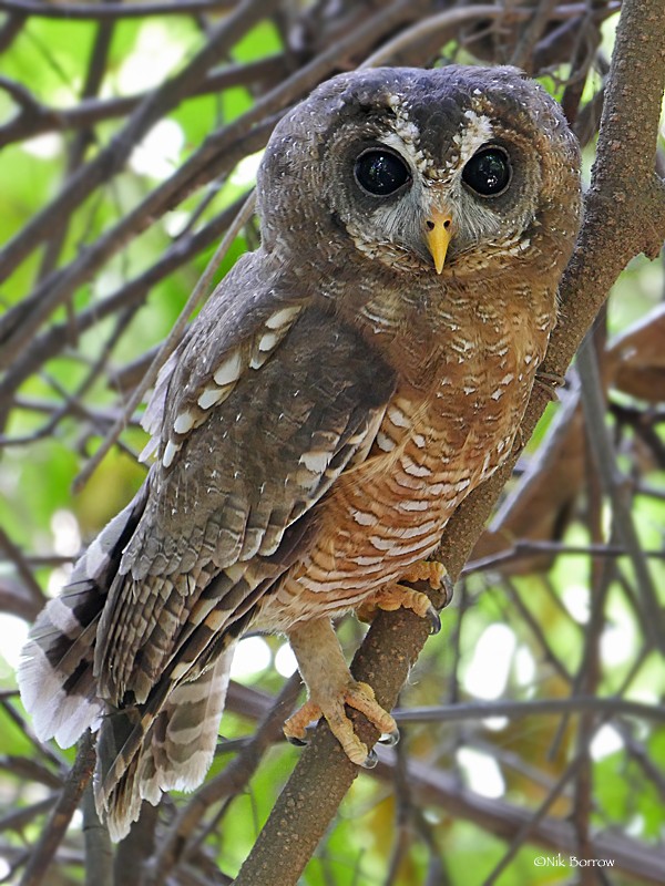 African Wood-Owl - ML205488591