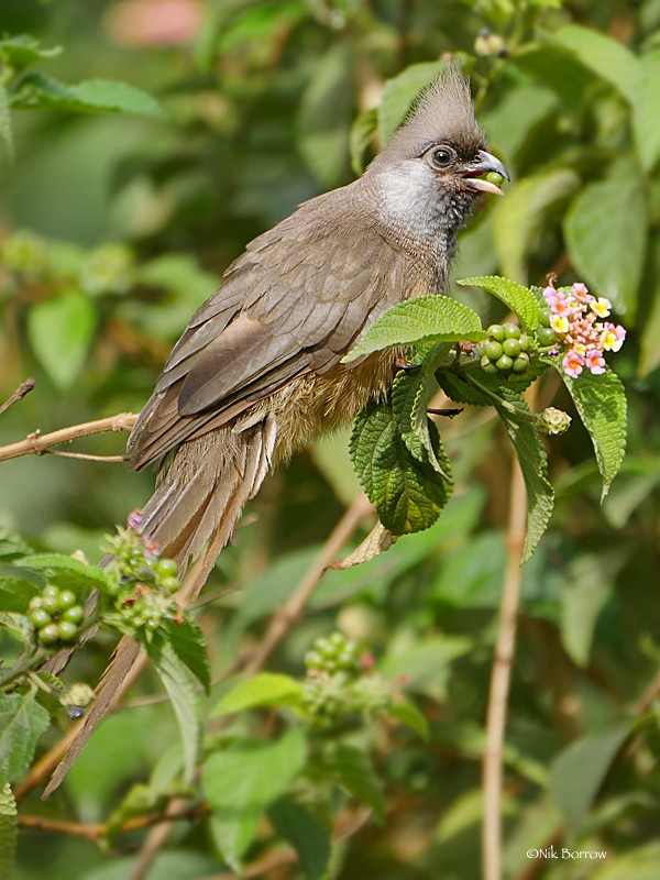 Speckled Mousebird - ML205488621