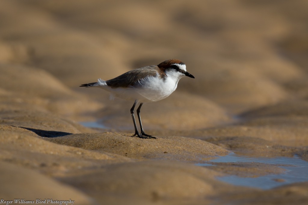 Red-capped Plover - ML205489591