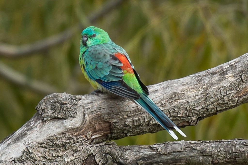 Red-rumped Parrot - ML205489611
