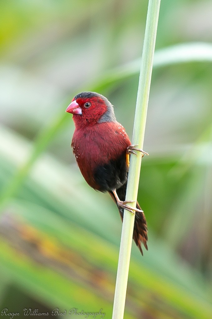 Crimson Finch (Black-bellied) - ML205489771