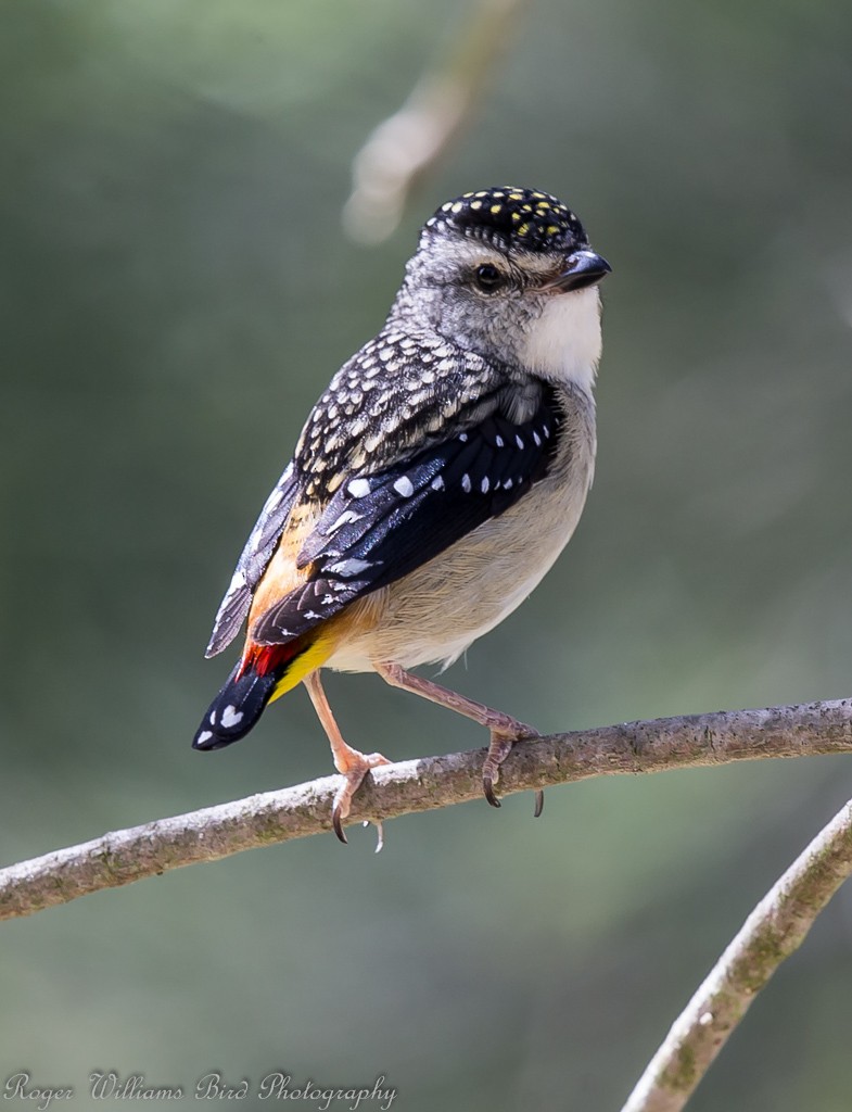 Spotted Pardalote - Roger Williams & Jane Wright