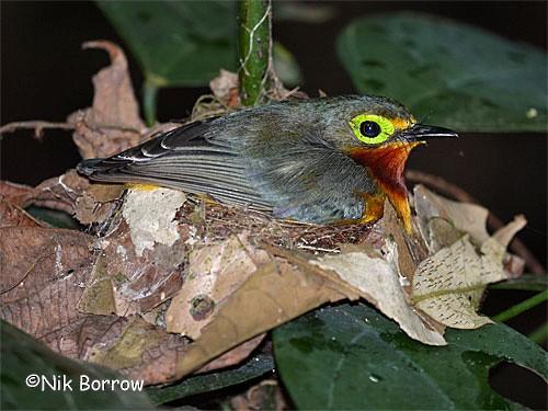 Yellow-bellied Wattle-eye (Central African) - Nik Borrow