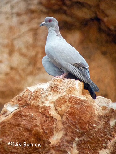Somali Pigeon - Nik Borrow