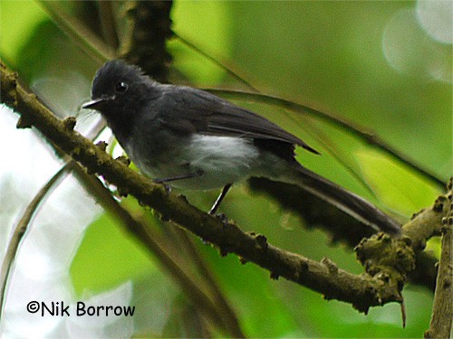 White-bellied Crested Flycatcher (White-bellied) - ML205490251