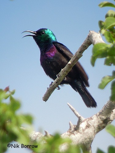 Violet-breasted Sunbird - Nik Borrow