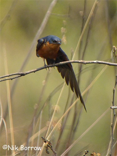 Black-and-rufous Swallow - ML205490501