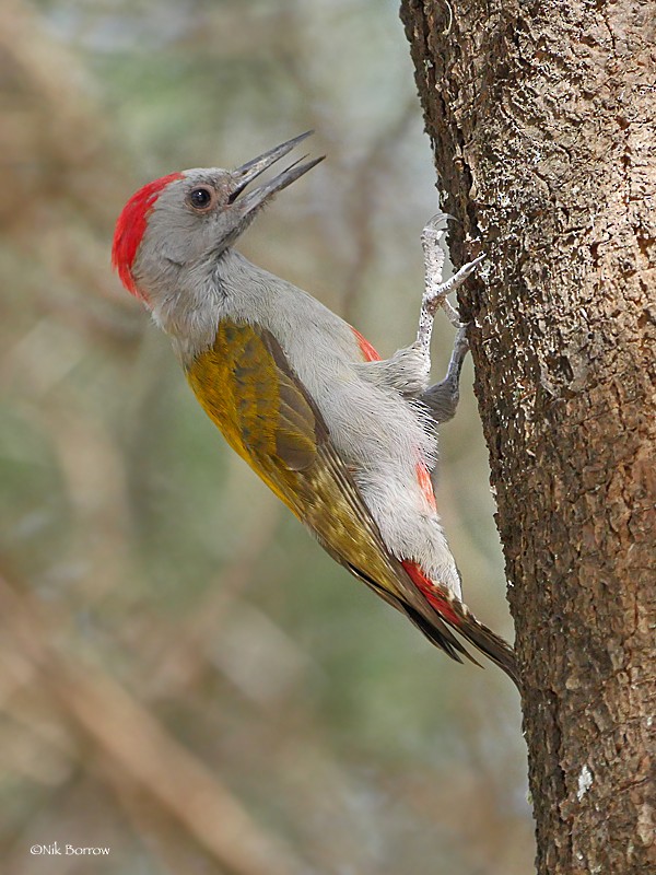 Mountain Gray Woodpecker - Nik Borrow