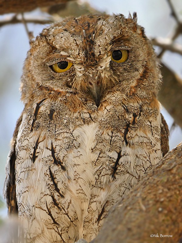 African Scops-Owl (African) - ML205490621