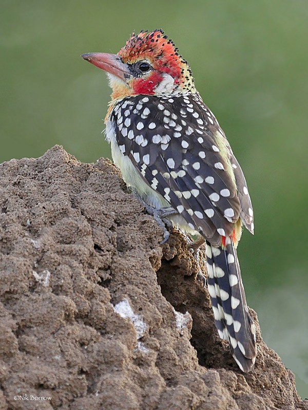 Red-and-yellow Barbet - ML205490631
