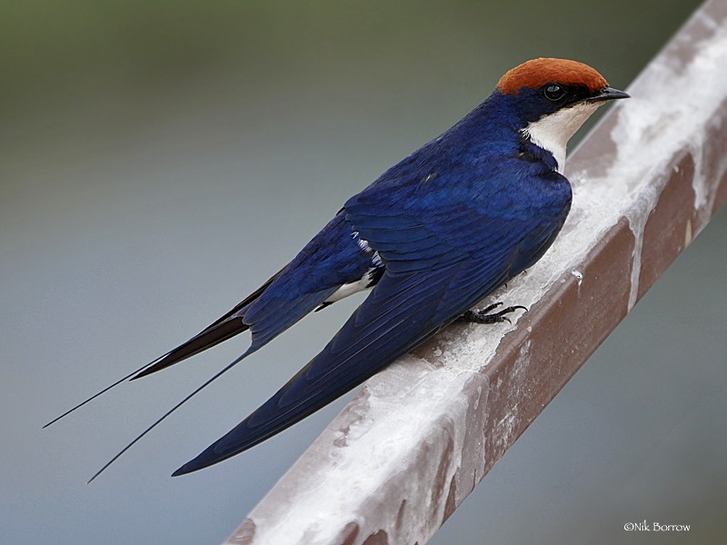 Wire-tailed Swallow - Nik Borrow