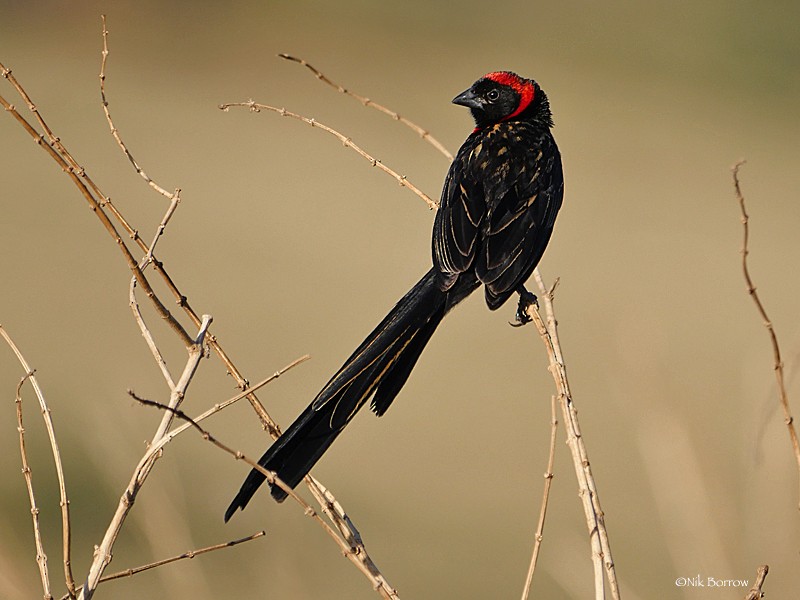 Red-collared Widowbird - Nik Borrow