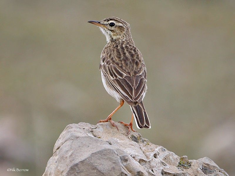 African Pipit (African) - ML205490971