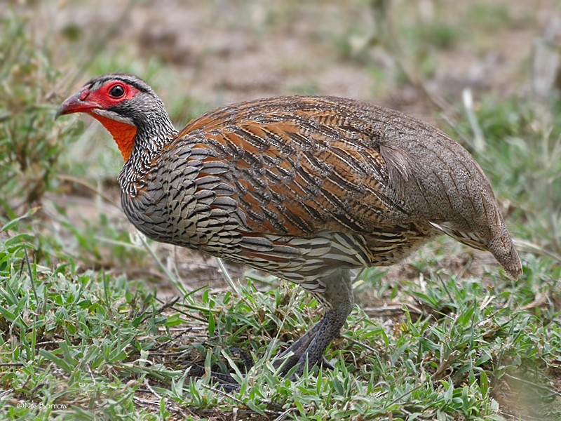 Gray-breasted Spurfowl - ML205490981