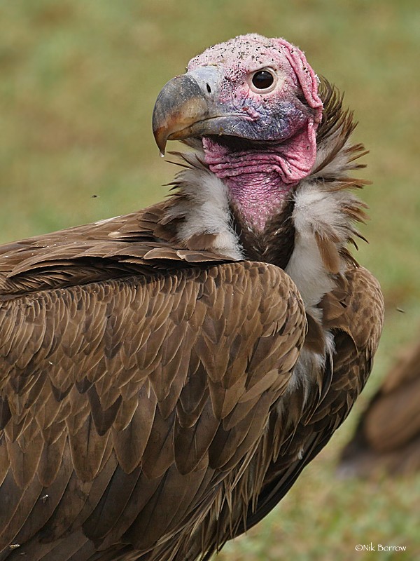 Lappet-faced Vulture - Nik Borrow