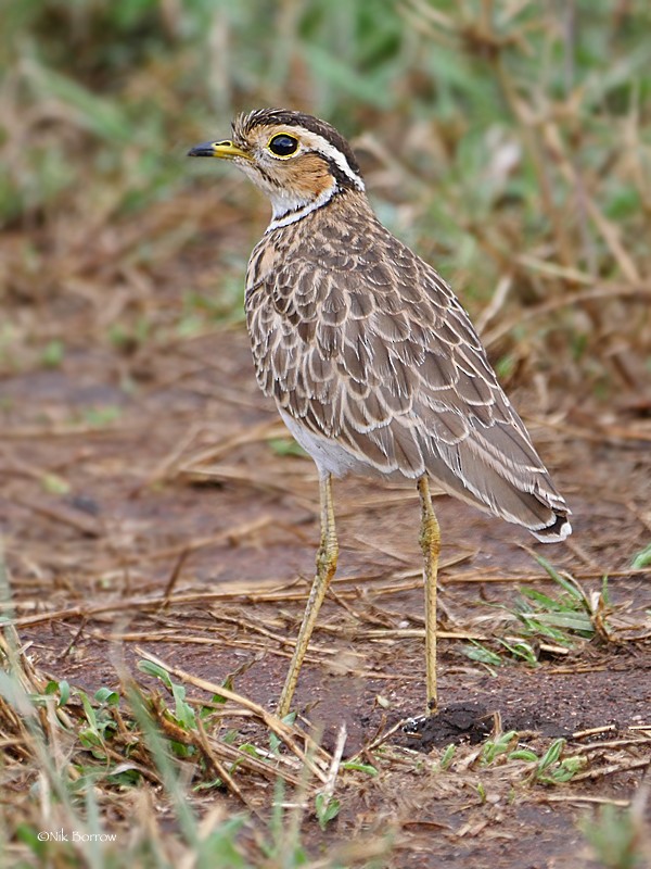 Three-banded Courser - ML205491061