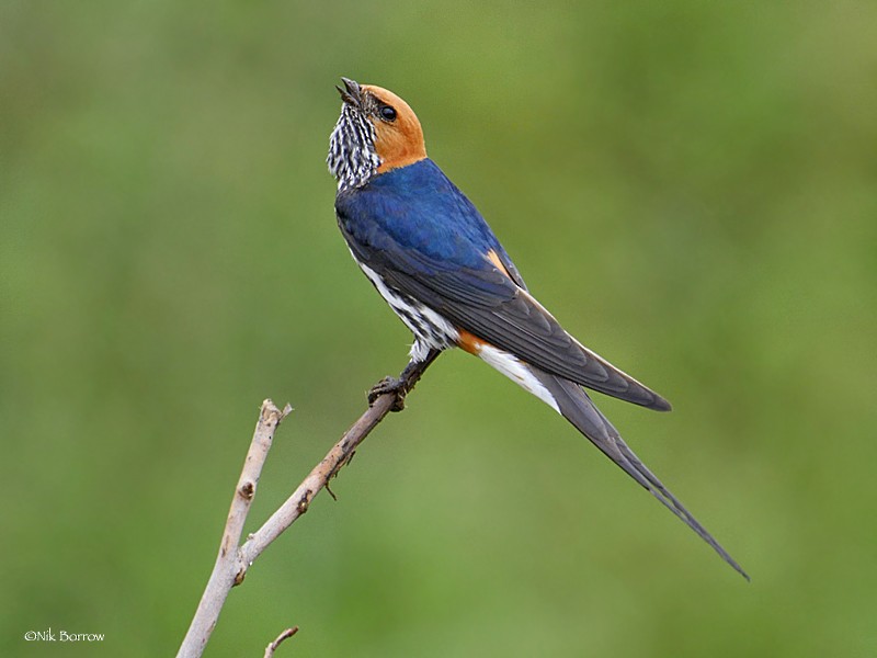 Lesser Striped Swallow - Nik Borrow