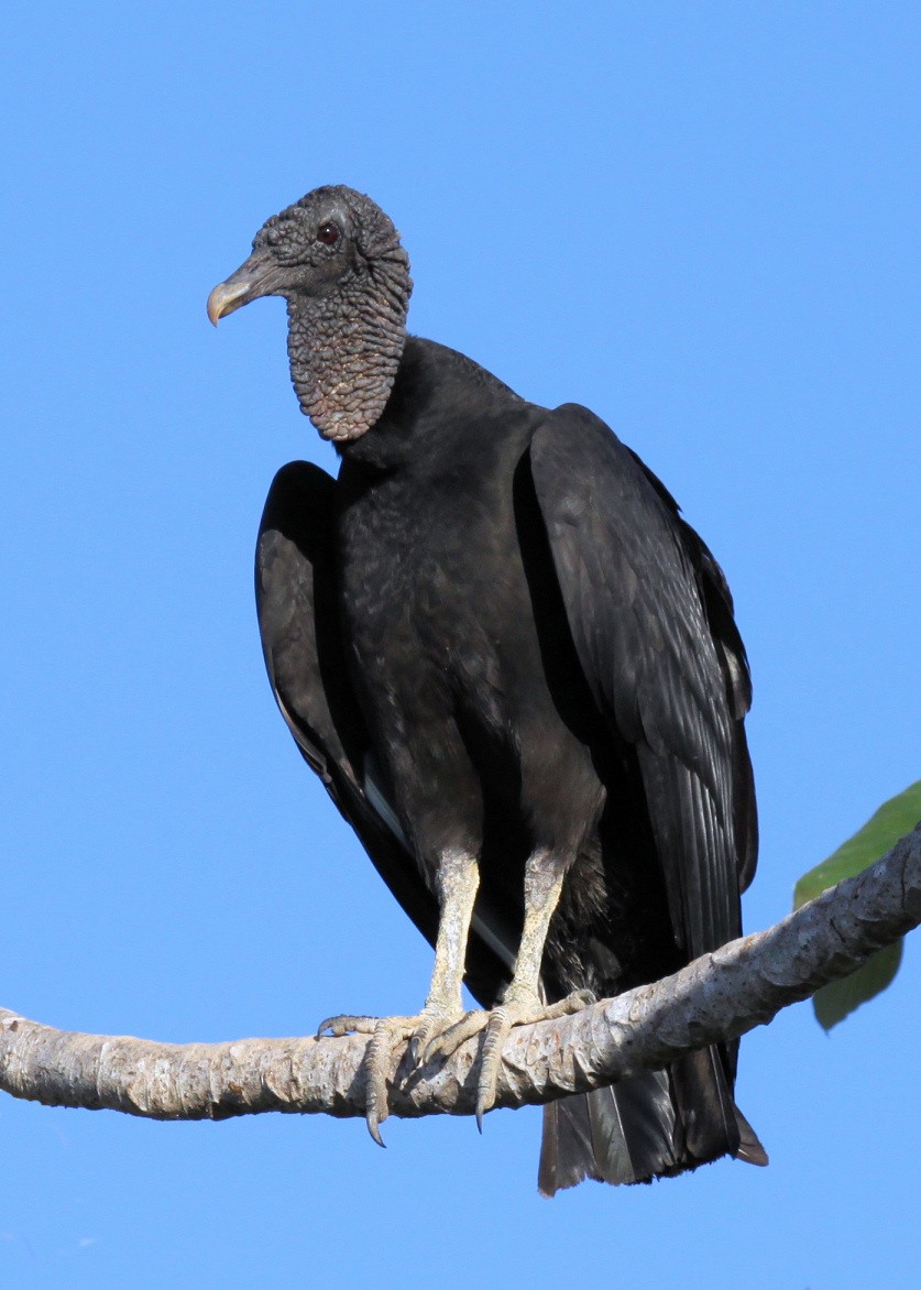 Black Vulture - Ian K Barker
