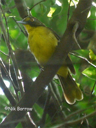 Lesser Bristlebill (Yellow-eyed) - Nik Borrow