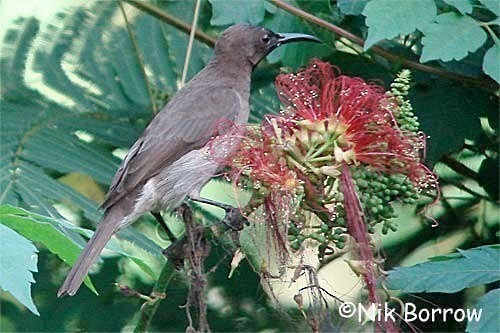Blue-throated Brown Sunbird - Nik Borrow