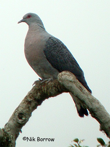 Afep Pigeon - ML205492181