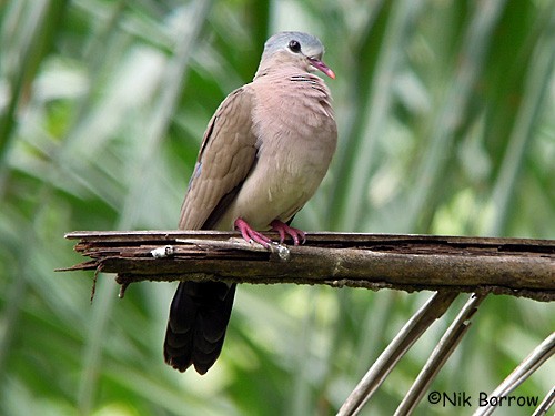 Blue-spotted Wood-Dove - ML205492241