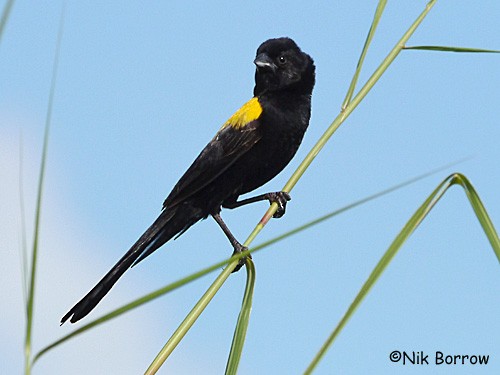 Yellow-mantled Widowbird (Yellow-mantled) - Nik Borrow