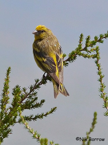 Yellow-crowned Canary - Nik Borrow