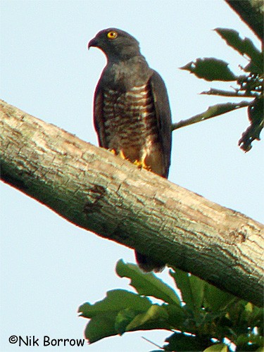 African Cuckoo-Hawk - Nik Borrow